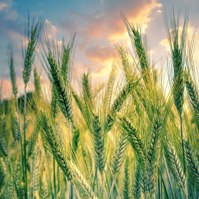 Eröffnungsfeier der 25. Probsteier Korntage