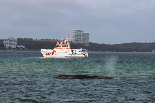 Gestern noch lag der Wal am Strand vor Niendorf fest. Der Seenotrettungskreuzer FELIX SAND sicherte die Rettungsarbeiten ab. 